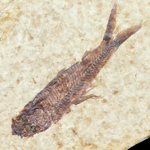 Knightia Fossil Fish - Wyoming #60881